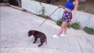 Abella Danger kriegt heute einen harten Penis Abella Danger kriegt heute einen harten Penis