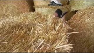 Im Heu zerlegt er diese reife Sau