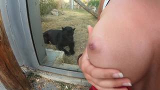 Amateur-Dogging und Ejakulat auf den Brüsten im Zoo Amateur-Dogging und Ejakulat auf den Brüsten im Zoo