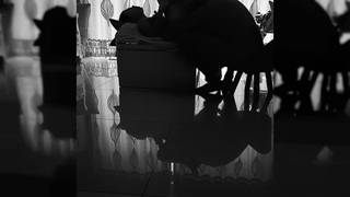 Schöne chinesische Frau senkt sich auf den Tisch im Wohnzimmer Video 1