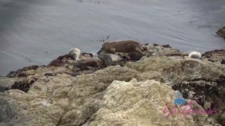 Leana Lovings wird zärtlich und roh im Urlaub gefickt!